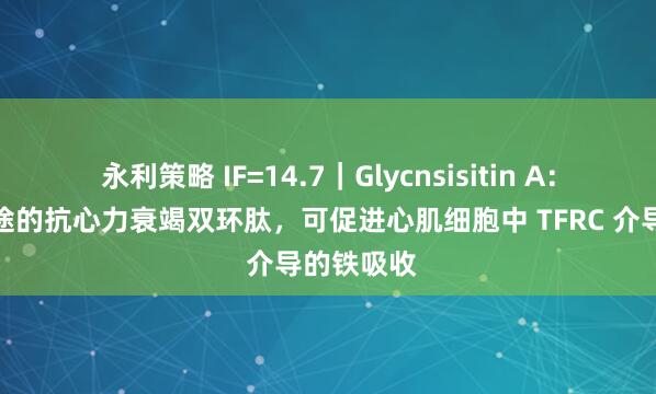 永利策略 IF=14.7｜Glycnsisitin A：一种有前途的抗心力衰竭双环肽，可促进心肌细胞中 TFRC 介导的铁吸收